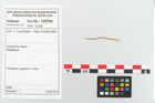 Etikett zu Textil (NHMW-PRAE-125785)